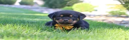 Rottweiler dogs for sale: Ryder - Ad 2