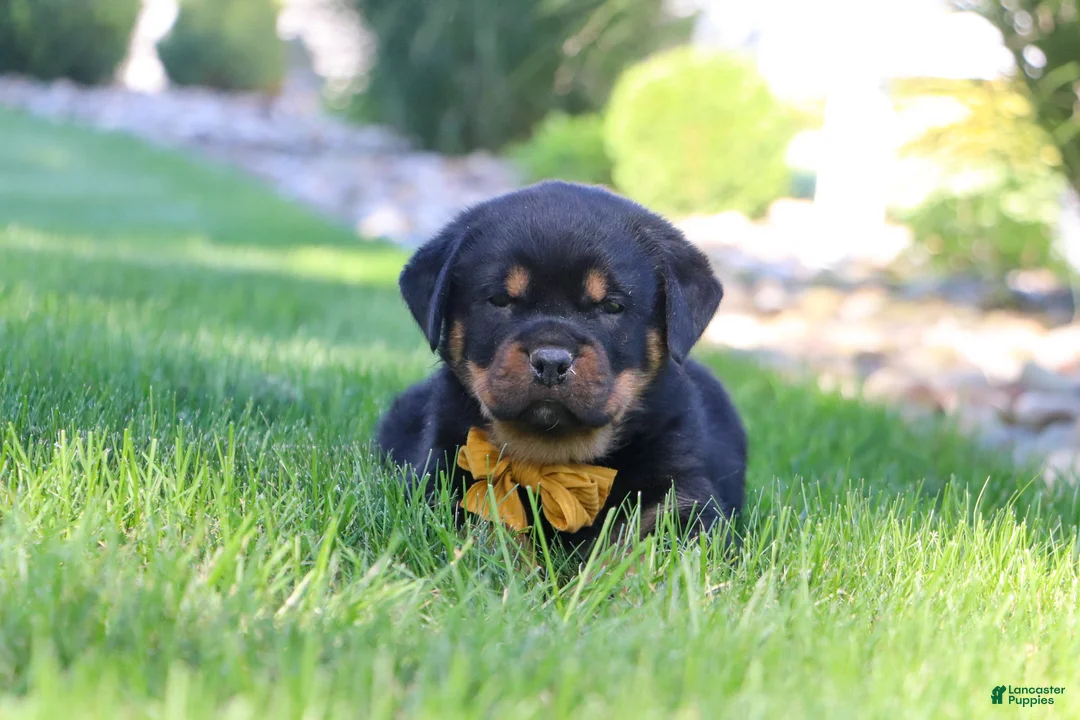 Rottweiler dogs for sale: Ryder - Ad 2