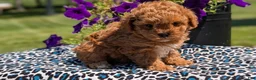 Toy Poodle dogs for sale: Maddox - Ad 4