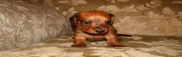 Miniature Dachshund dogs for sale: Cinnamon - Ad 9