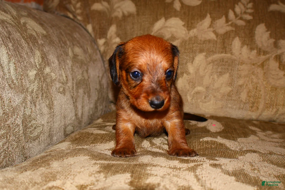 Miniature Dachshund dogs for sale: Cinnamon - Ad 9
