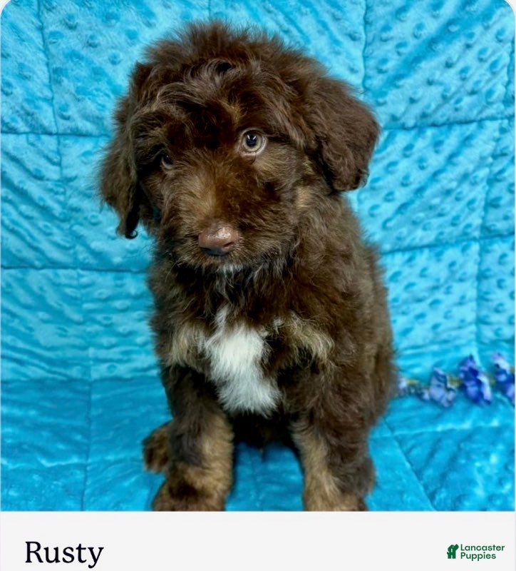 Mini Aussiedoodle dogs Rusty - Ad 35