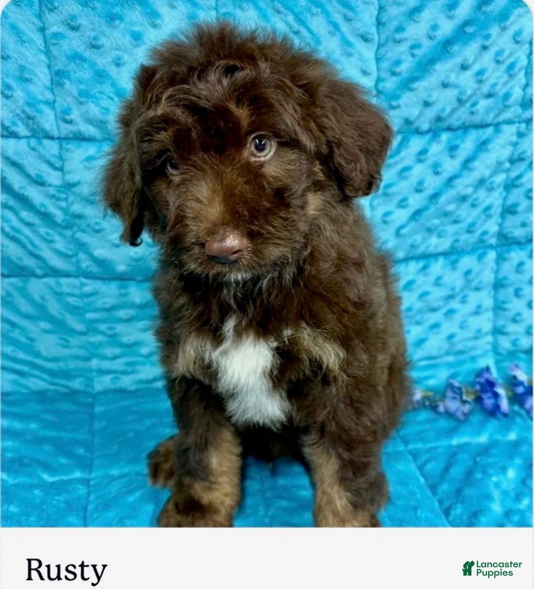 Mini Aussiedoodle dogs for sale: Rusty - Ad 1