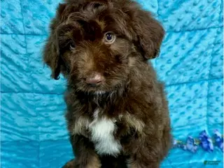Mini Aussiedoodle dogs Rusty - Ad 35