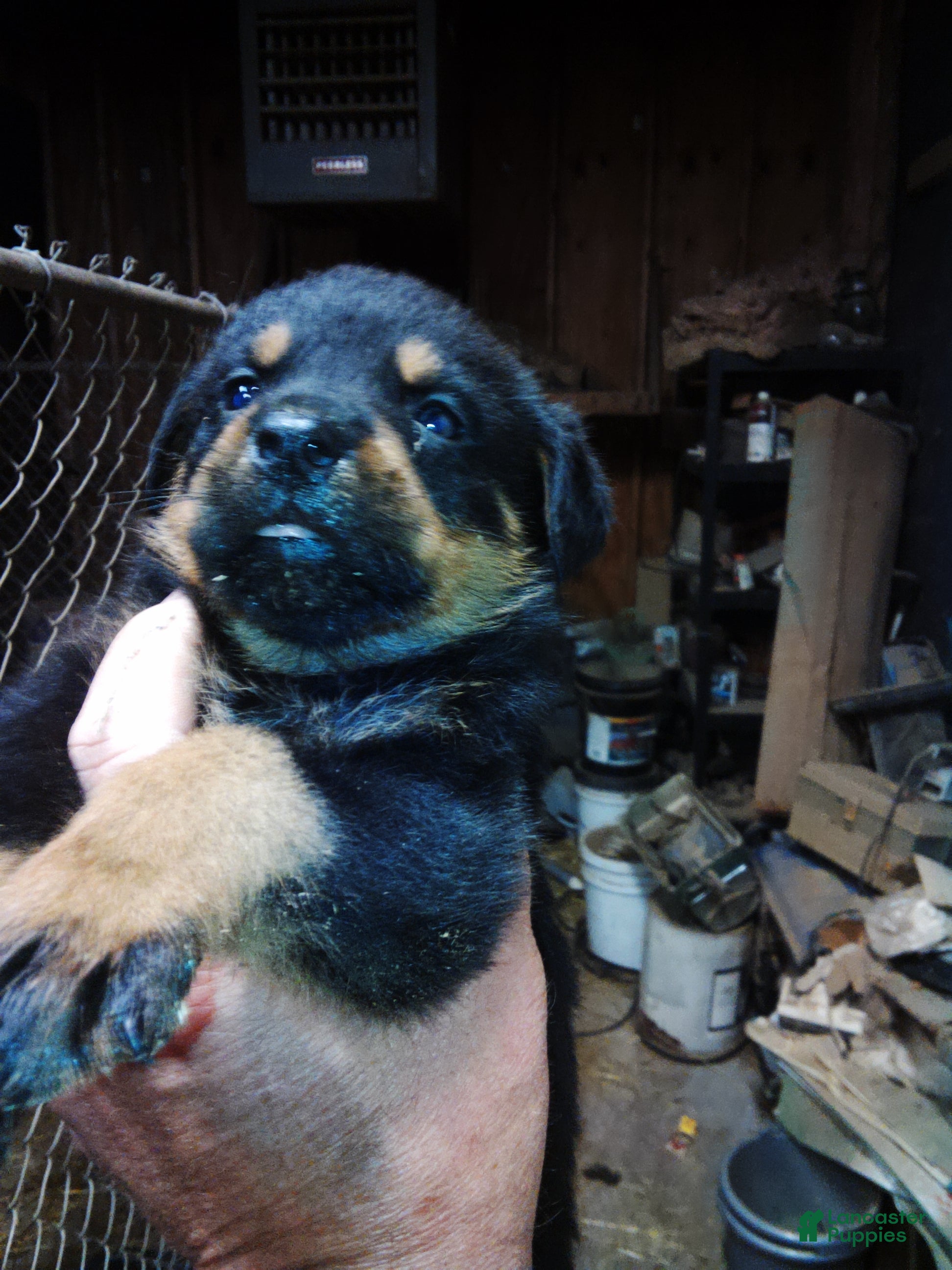 Rottweiler dogs Rottweiler 7 - Ad 40