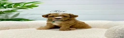Mini Goldendoodle dogs for sale: Tori  💕🐶 - Ad 8