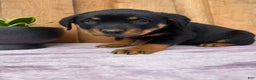 Rottweiler dogs for sale: Rex - Ad 6