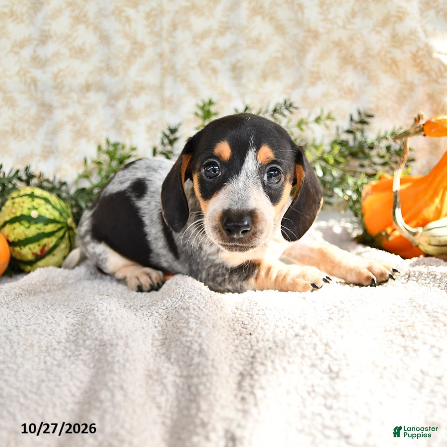 Miniature Dachshund dogs for sale: June - Ad 2