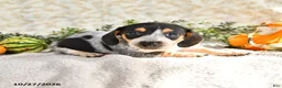 Miniature Dachshund dogs for sale: June - Ad 2