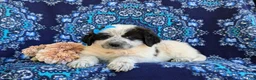 Mixed Breed dogs for sale: Moya - Ad 6