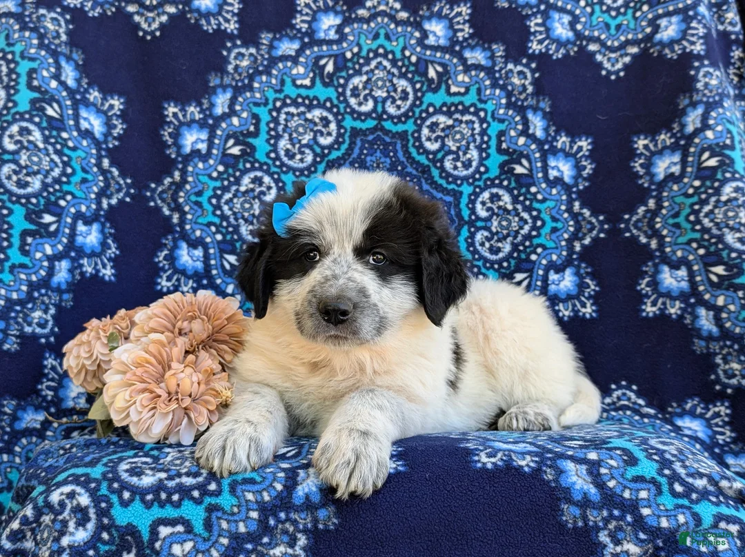 Mixed Breed dogs for sale: Moya - Ad 6