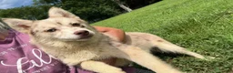 Pomsky dogs for sale: Lynn - Ad 12