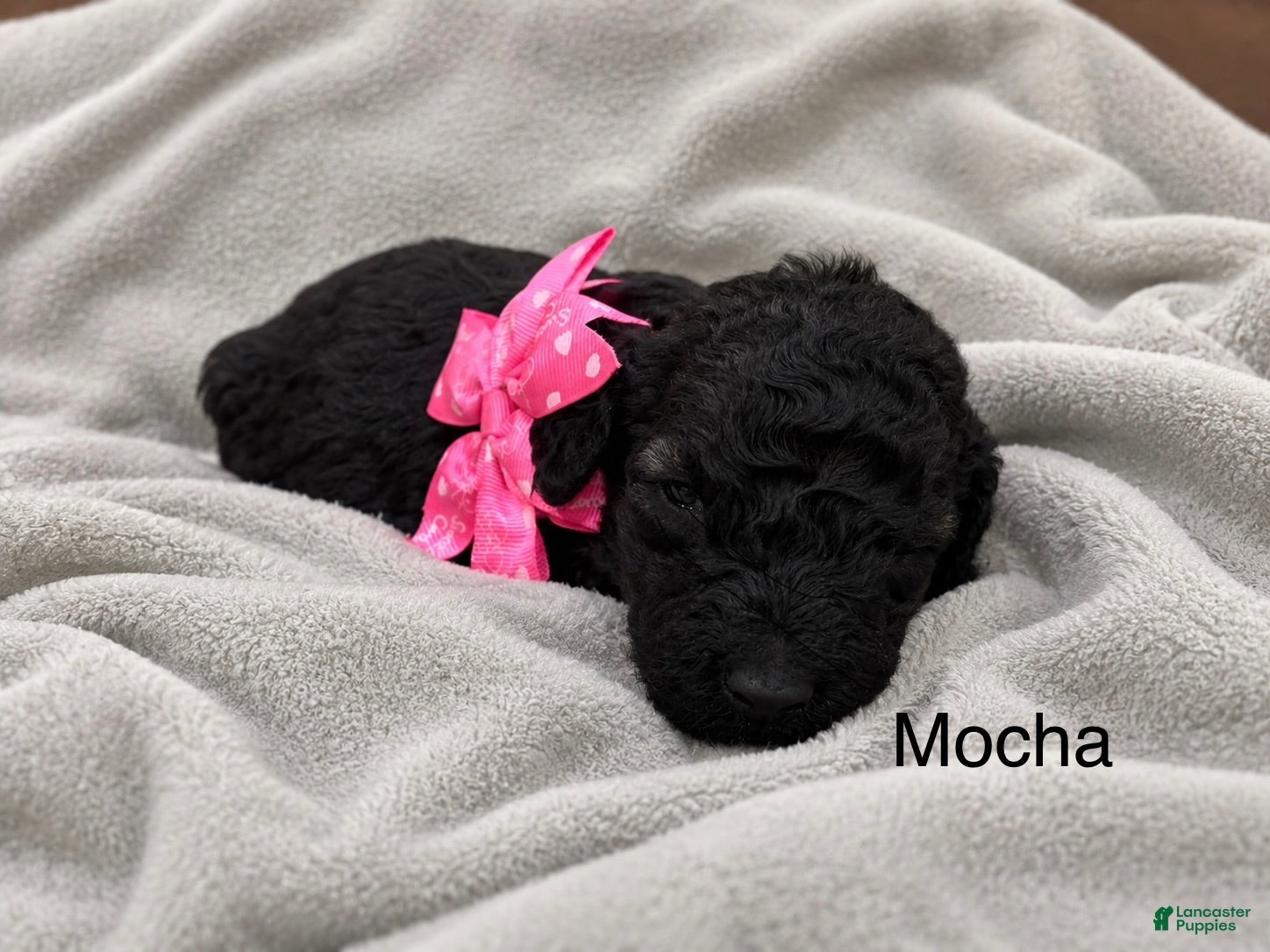 Standard Poodle dogs Mocha - Ad 1