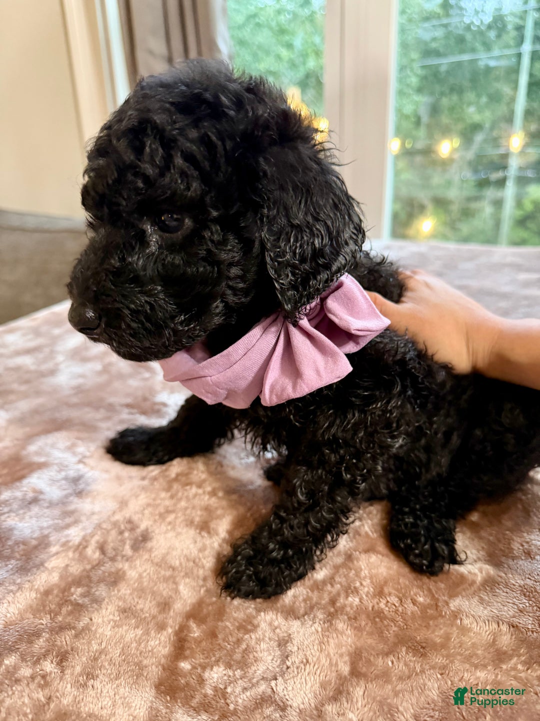 Standard Poodle dogs for sale: Standard Poodle Puppy 5 - Ad 3