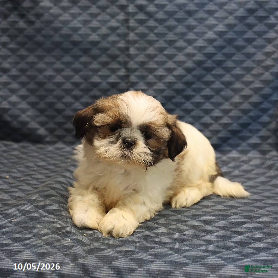 Shih Tzu dogs Patty - Ad 2