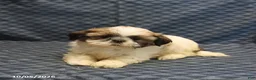 Shih Tzu dogs for sale: Patty - Ad 2