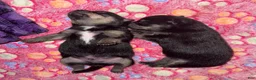 Chihuahua dogs for sale: Chihuahua 1 - Ad 5