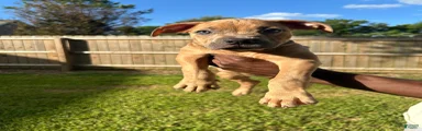 American Staffordshire Terrier 1