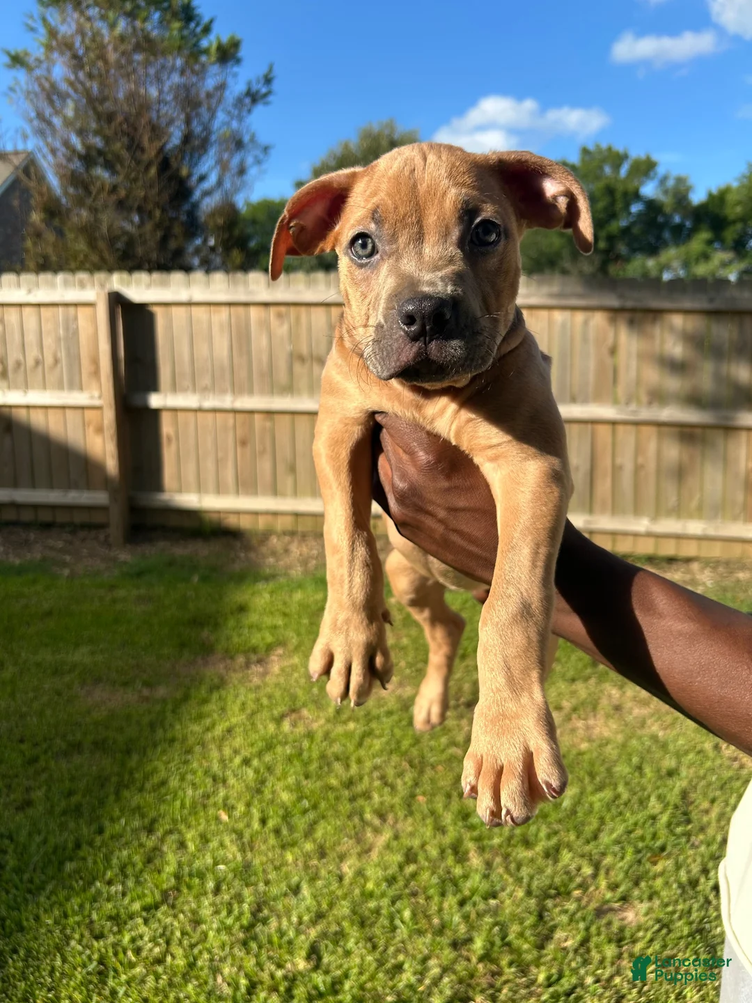 American Staffordshire Terrier dogs for sale: American Staffordshire Terrier 1 - Ad 1