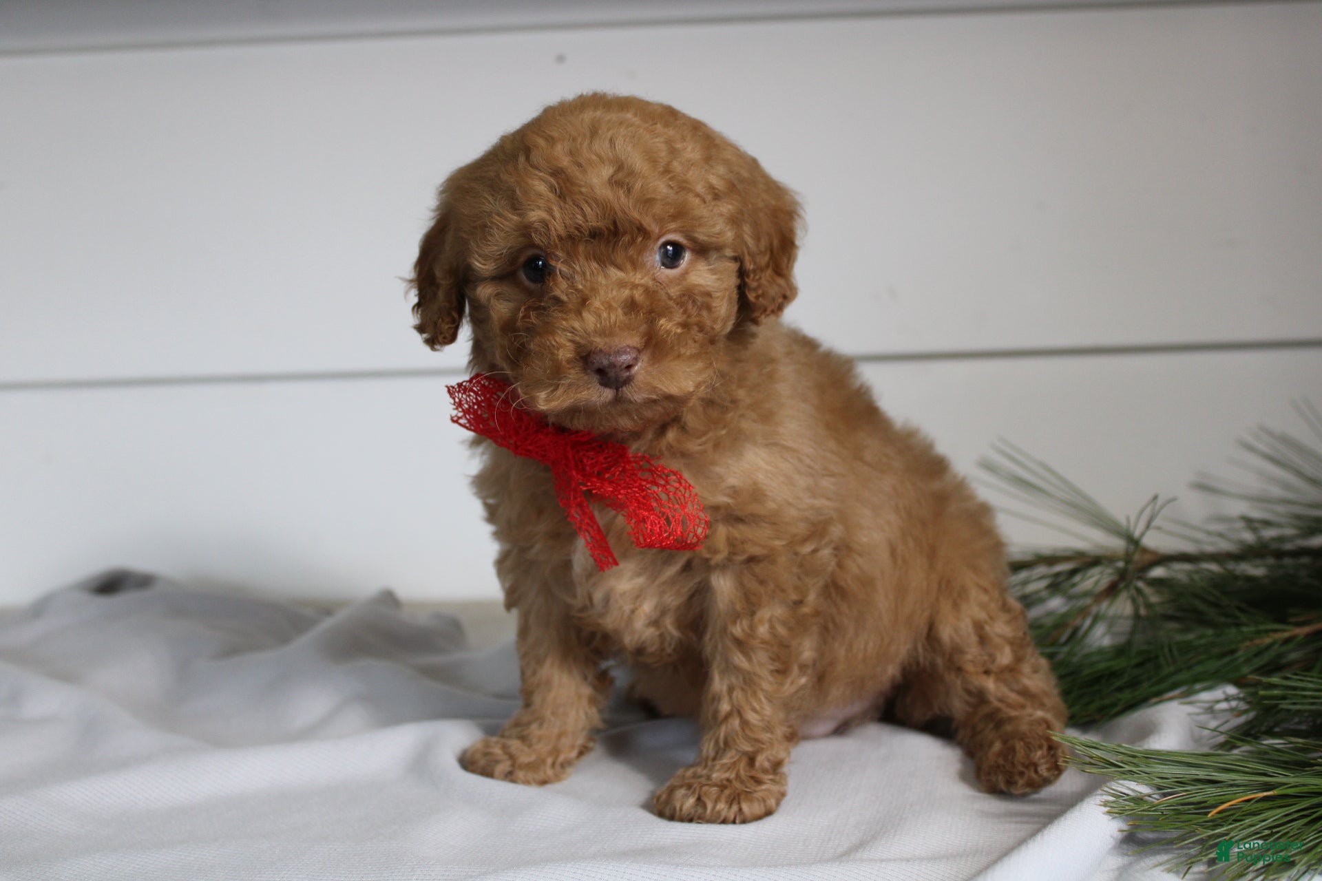 Miniature Poodle dogs Dallas - Ad 4
