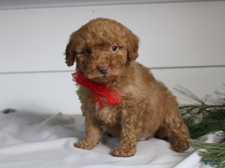 Miniature Poodle dogs Dallas - Ad 4