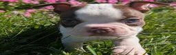 Boston Terrier dogs for sale: Red Pepper - Ad 2