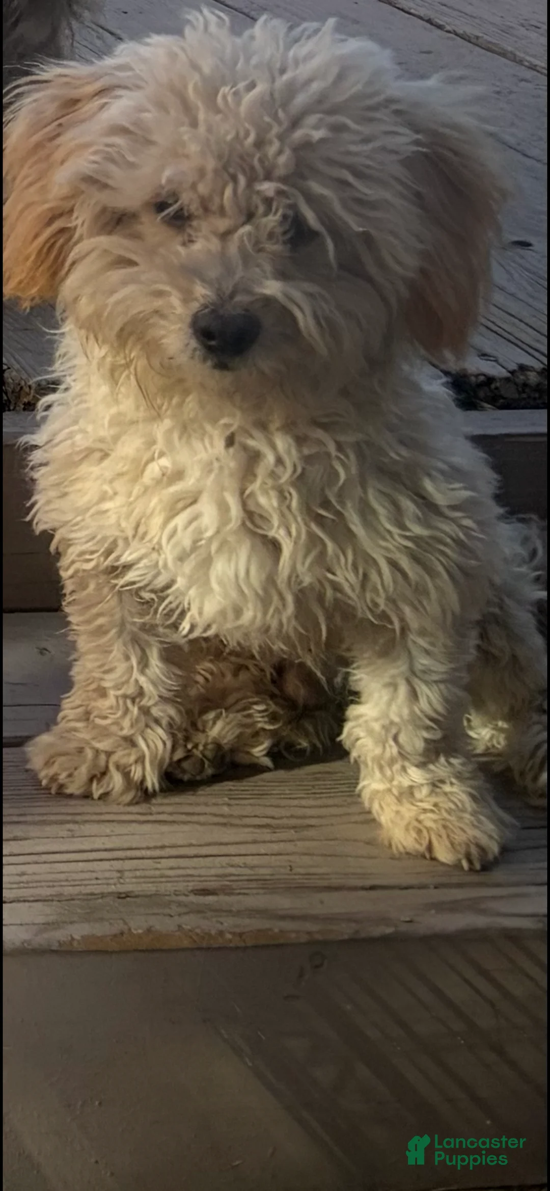 Maltipoo dogs for sale: Lucas 💙 - Ad 1
