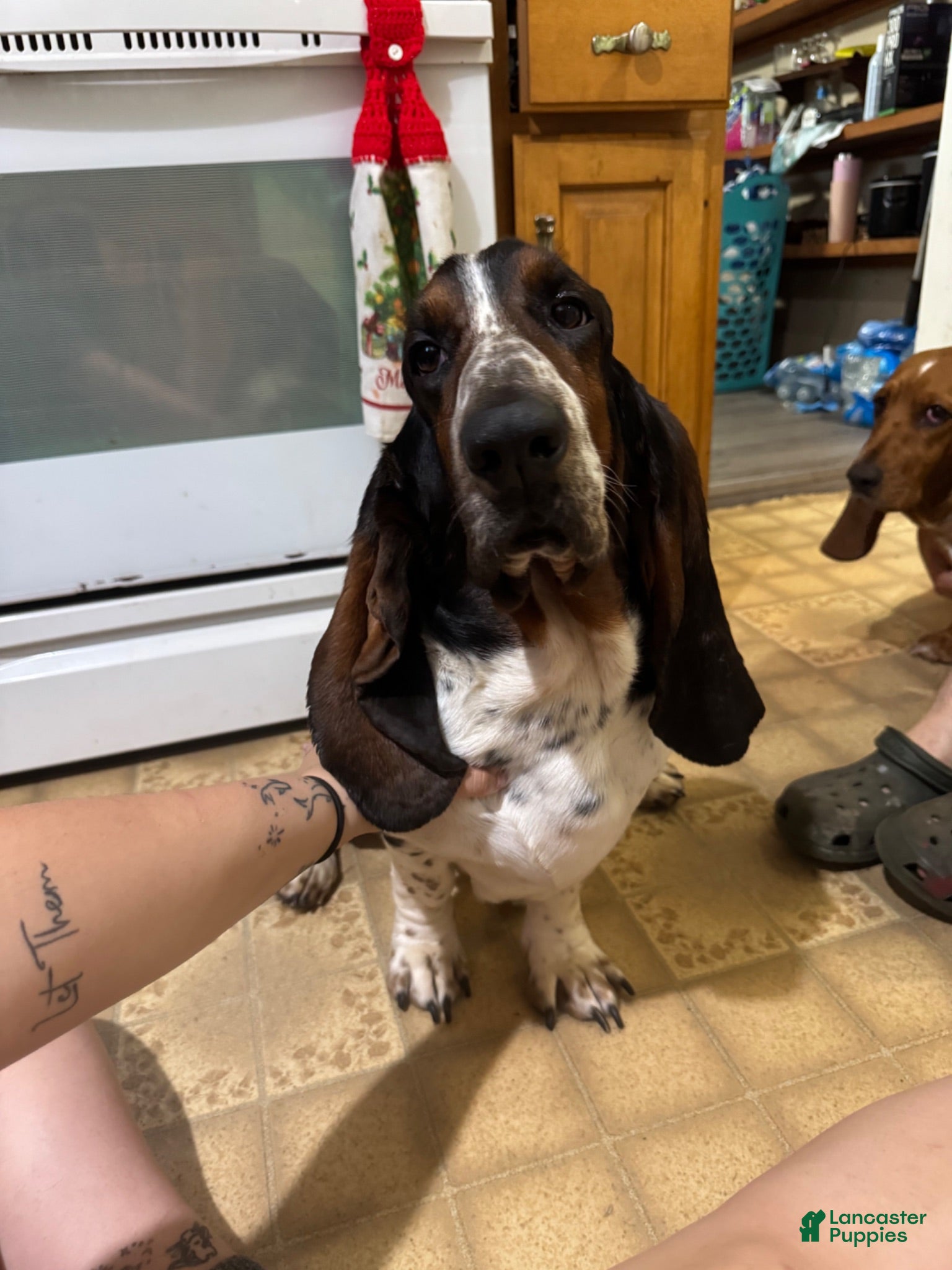 Basset Hound dogs for stud: Basset hounds  - Ad 2