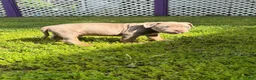 American Bully dogs for sale: American XL Bully - Ad 4