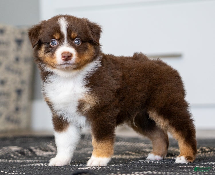 Miniature Australian Shepherd dogs Rocky - Ad 1