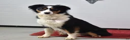 Miniature Australian Shepherd dogs for sale: Geo - Ad 6