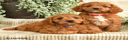 Cavapoo dogs for sale: Paige - Ad 5