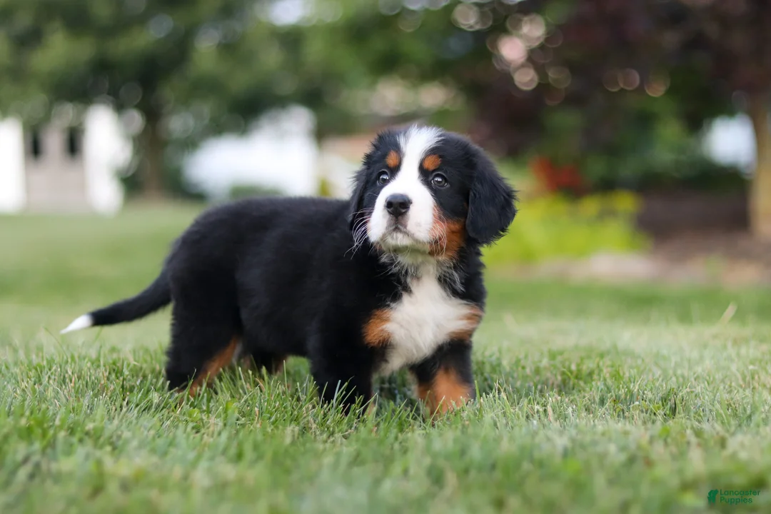 Bernese Mountain Dog dogs for sale: Queen - Ad 2