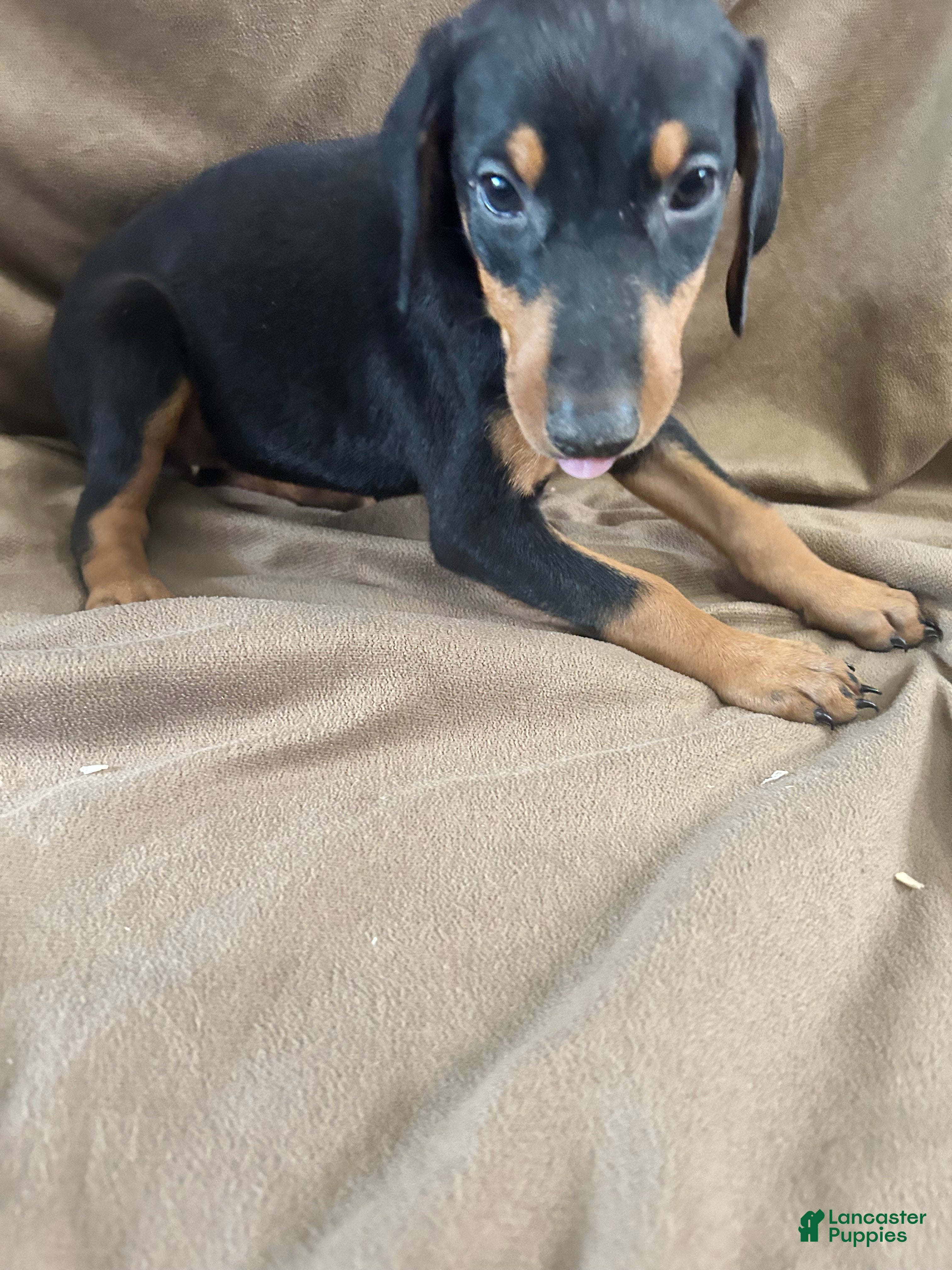 Doberman Pinscher dogs Yellow Collar  - Ad 2
