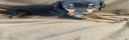 Doberman Pinscher dogs for sale: Yellow Collar  - Ad 2
