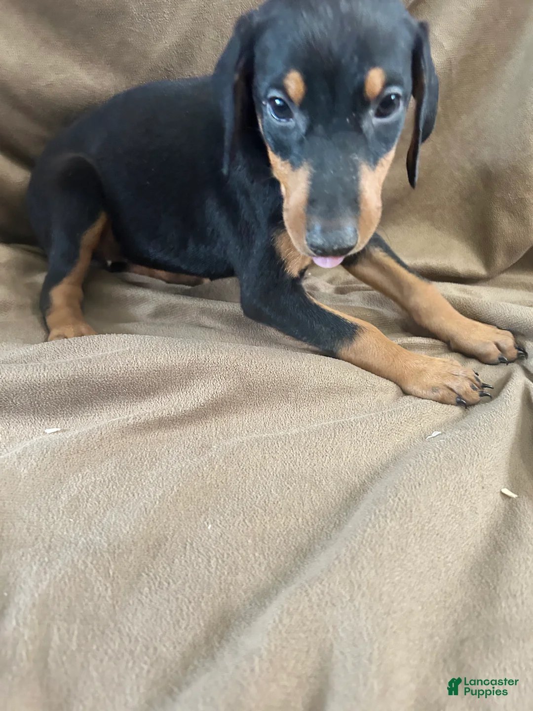 Doberman Pinscher dogs for sale: Yellow Collar  - Ad 2
