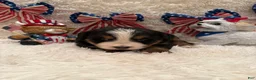 Bernese Mountain Dog dogs for sale: Hannah - Ad 15