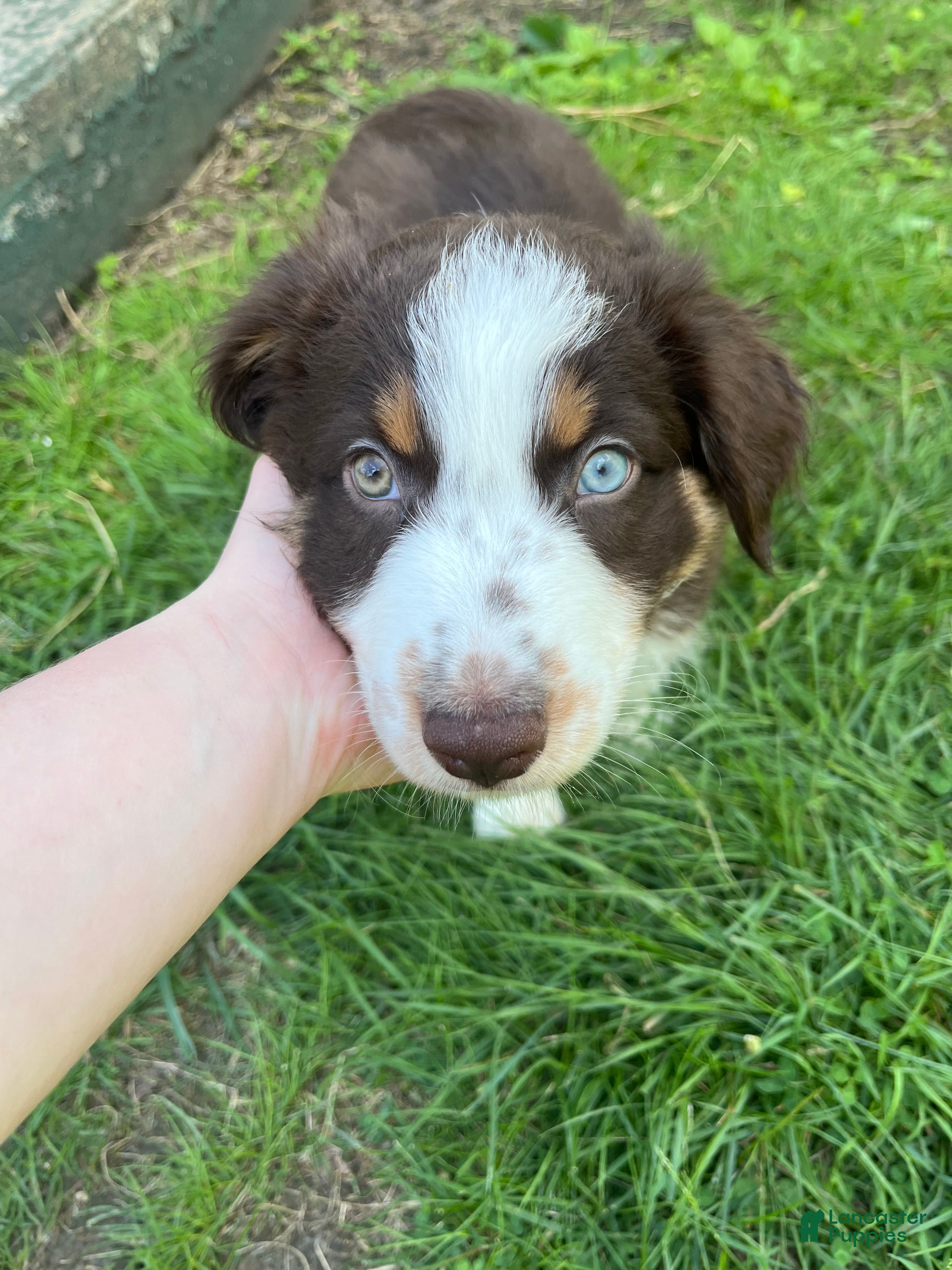 Australian Shepherd dogs Thorn - Ad 42