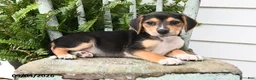 Beagle dogs for sale: Rita - Ad 4