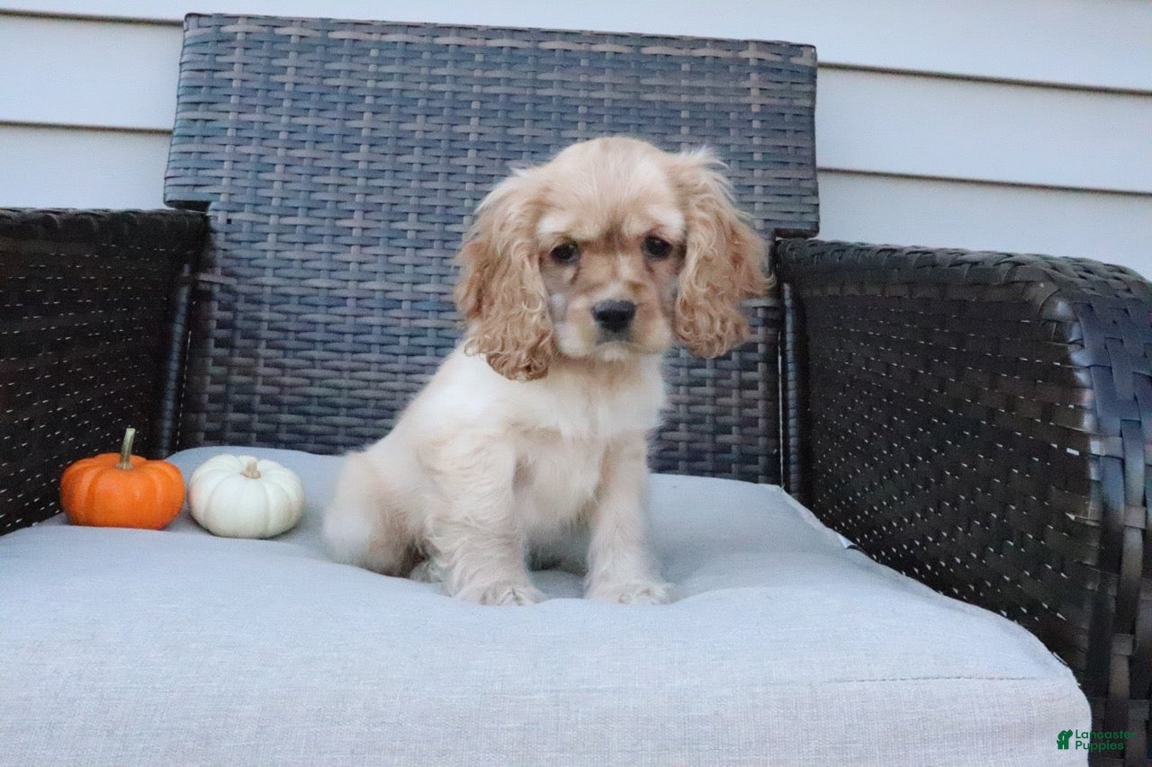 Cocker Spaniel dogs for sale: Autumn - Ad 2
