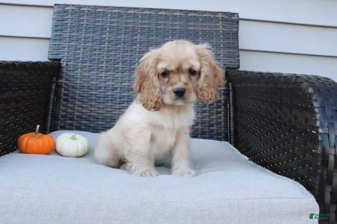 Cocker Spaniel dogs for sale: Autumn - Ad 2