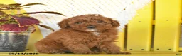 Miniature Poodle dogs for sale: Fern  - Ad 3