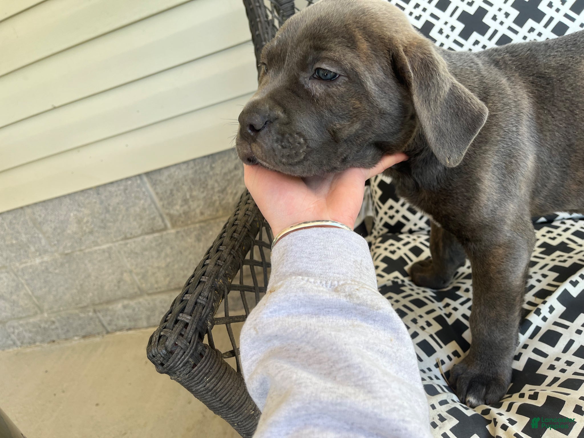 Cane Corso dogs Cane Corso Puppy 3 - Ad 30