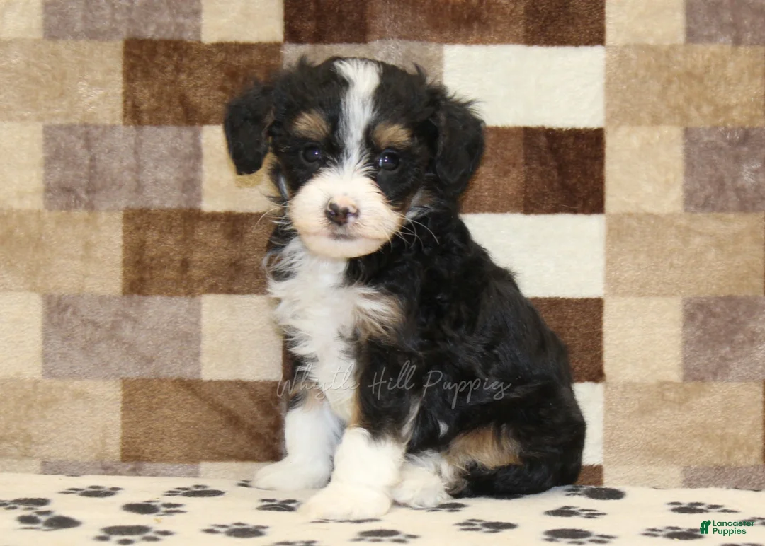 Mixed Breed dogs for sale: Mandy - Ad 4