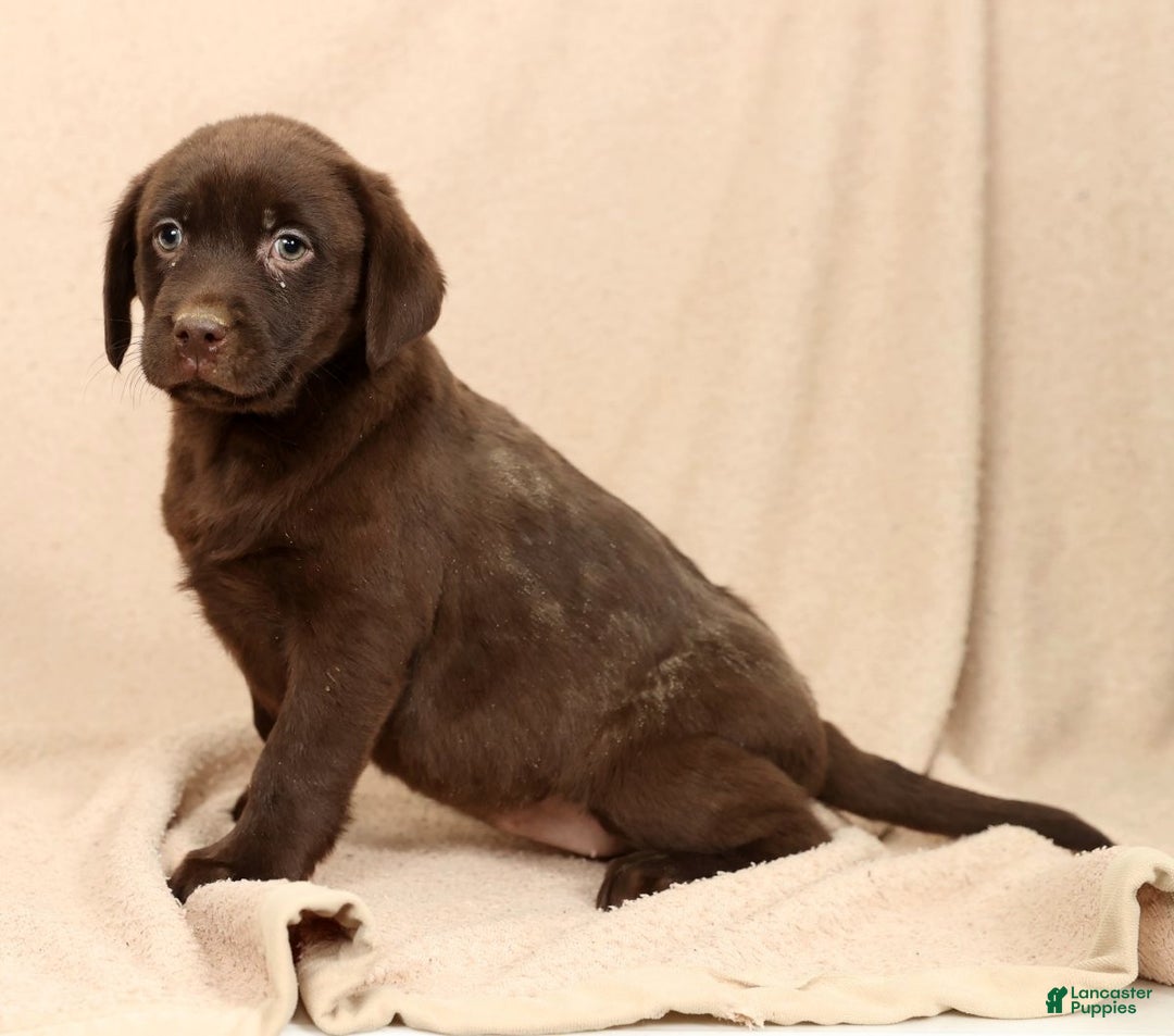 Labrador Retriever dogs for sale: Molly - Ad 5