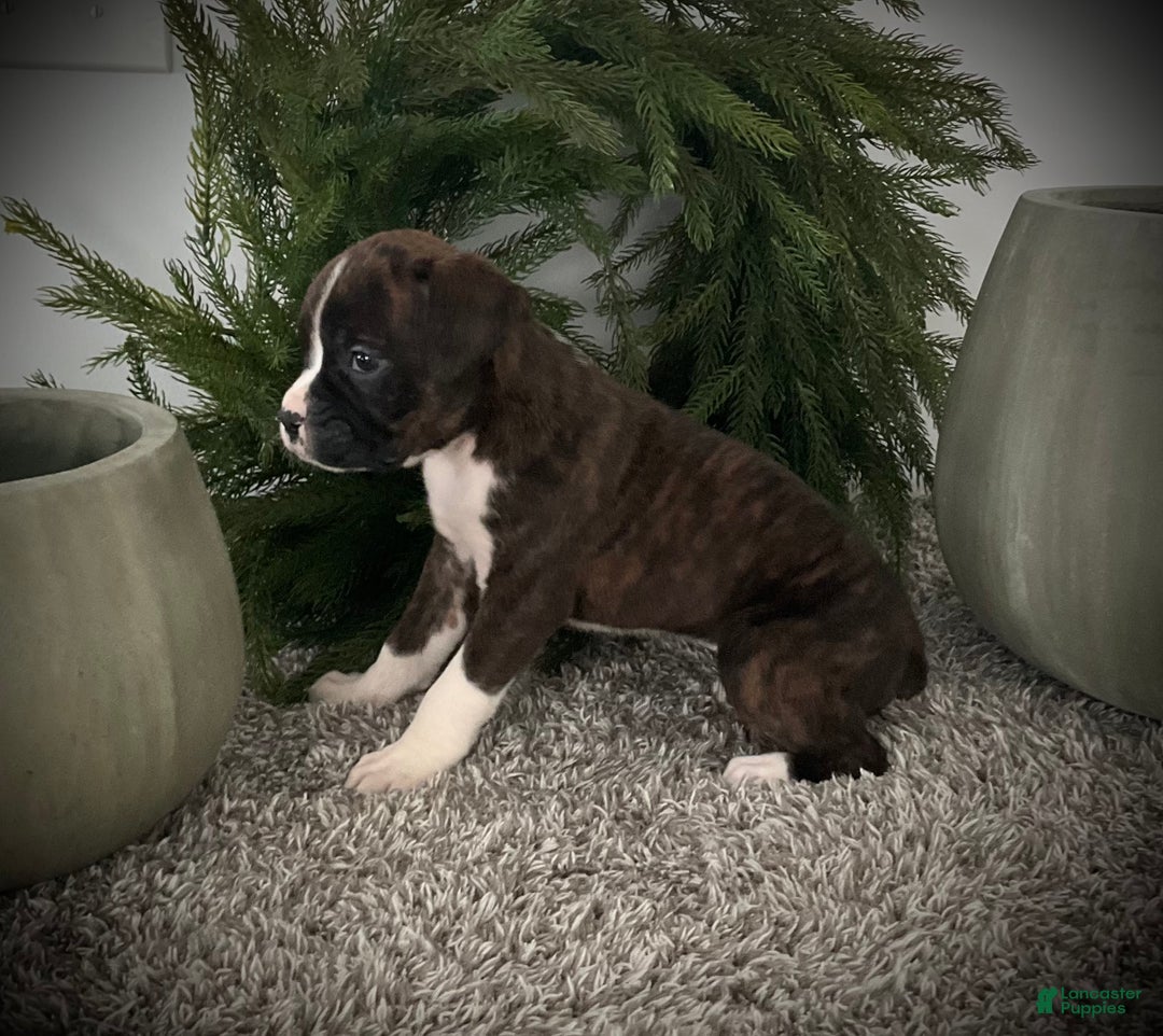 Boxer dogs for sale: Becca - Ad 9