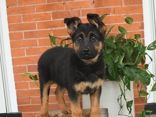 German Shepherd dogs Maple - Ad 2