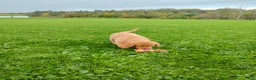 Golden Retriever dogs for sale: Copper - Ad 4