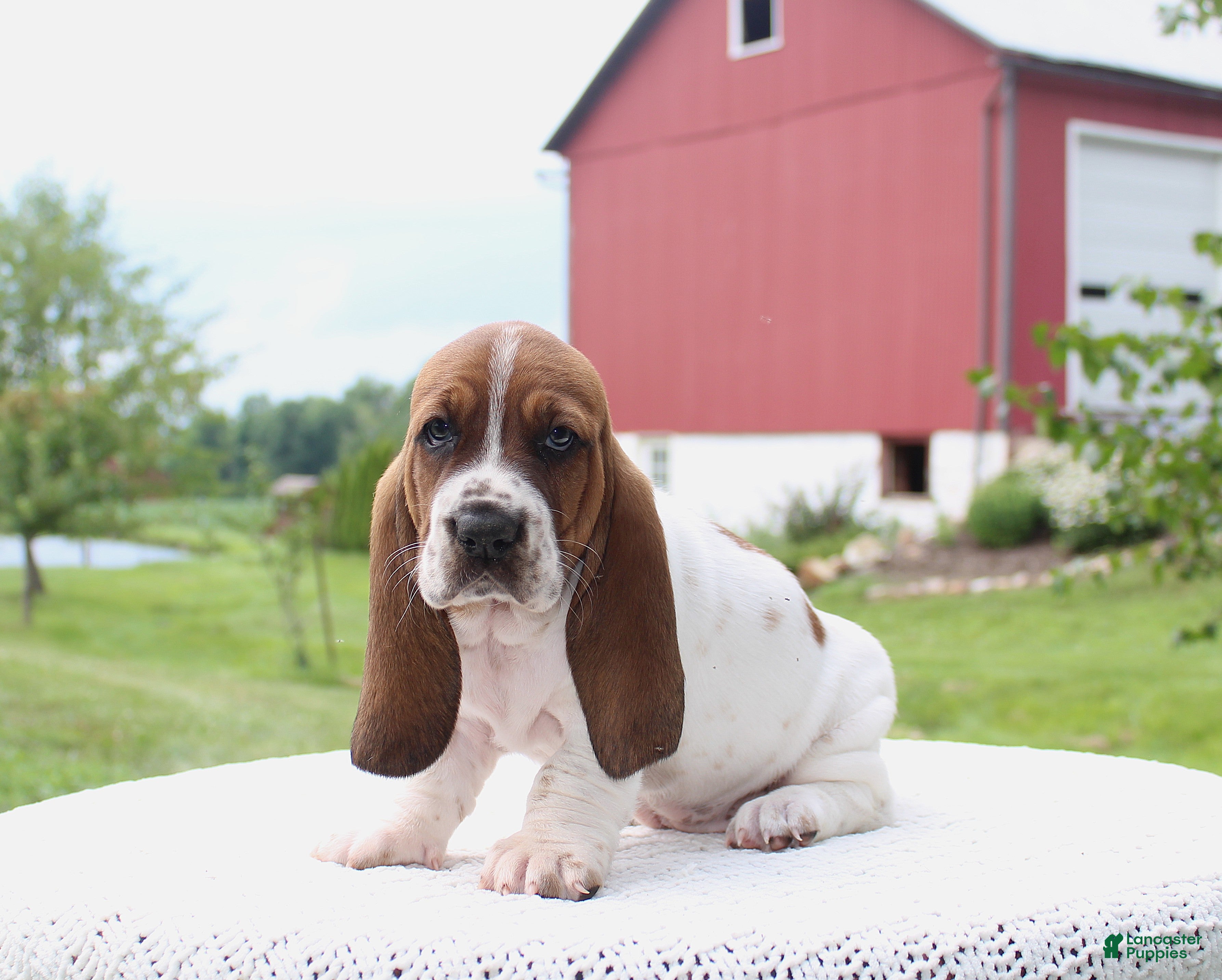 Basset Hound dogs Dixie - Ad 1