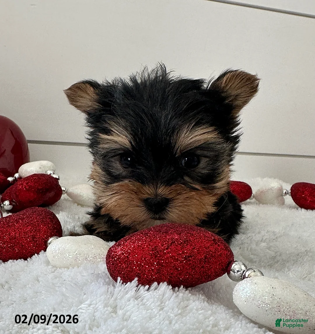 Yorkshire Terrier dogs for sale: Paisley - Ad 3